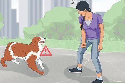 How to React if a Mean Dog Chases You