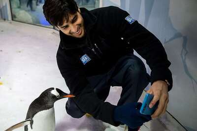 Sidharth Malhotra Celebrates World Penguin Day in New Zealand