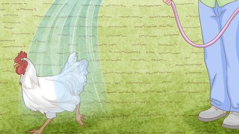 How to Repel Chickens