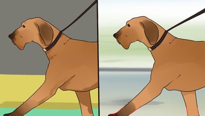 How to Improve Your Dog's Show Ring Gait