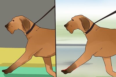 How to Improve Your Dog's Show Ring Gait