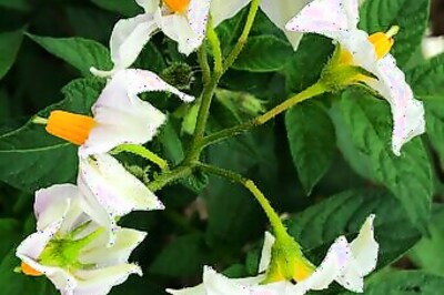 Dry Weather, Dusty Fields Growing Concerns In Potato Country