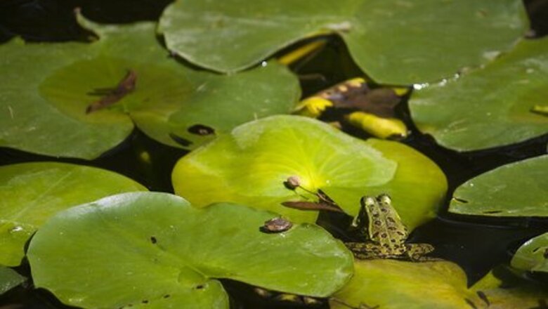 How to Celebrate the International Day for Biodiversity