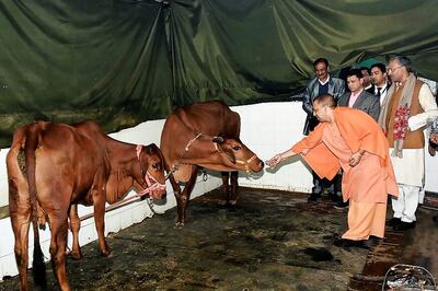 In Yogi’s UP, Schools and Hospitals Turn Into Temporary Cow Shelters