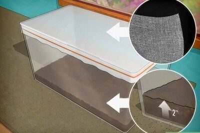 How to Raise Butterflies