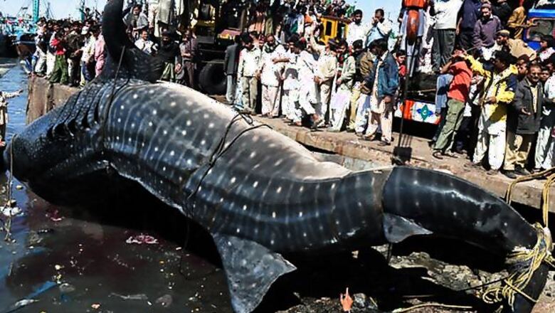 Pak fishermen catch giant 7000 kg whale shark