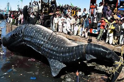 Pak fishermen catch giant 7000 kg whale shark