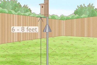 13 Tips and Tricks for Attracting Bluebirds to Your Yard