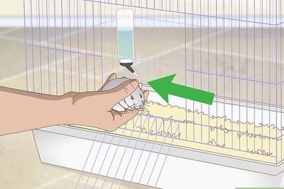 How to Supervise Hamsters Outside of the Cage