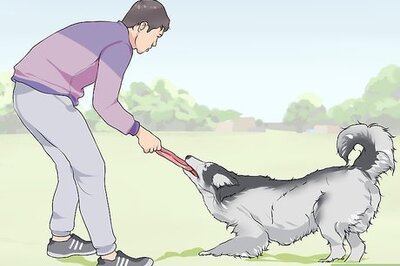 How to Bond with a Needy Dog