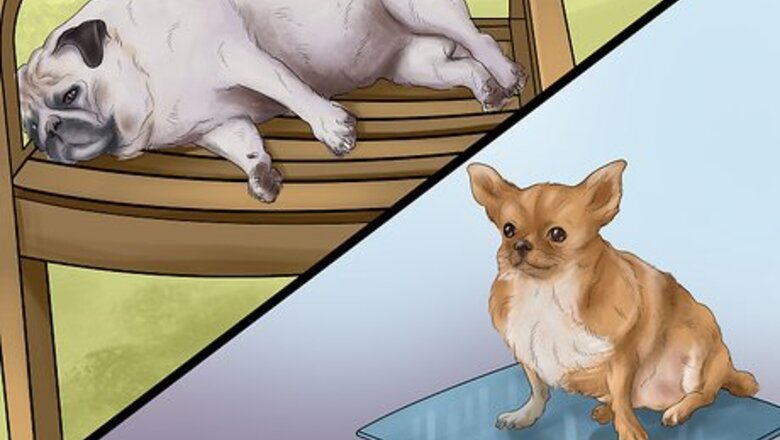 How to Know if Your Senior Dog Should Go on a Diet