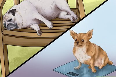 How to Know if Your Senior Dog Should Go on a Diet