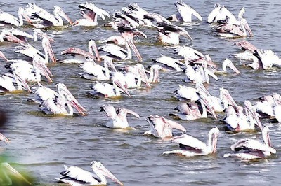 Bangalore: Hebbal lake a haven for migratory birds