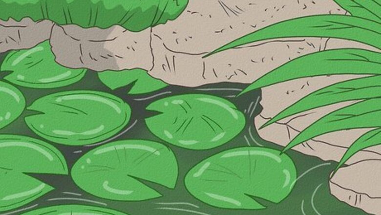 How to Attract Ducks