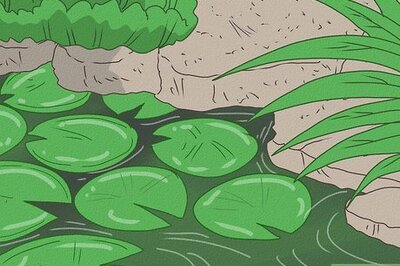 How to Attract Ducks