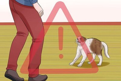 How to Calm a Cat