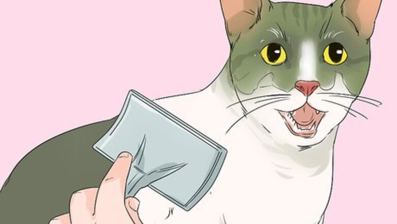 How to Take Care of an Aegean Cat