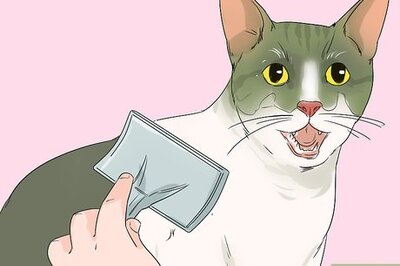 How to Take Care of an Aegean Cat