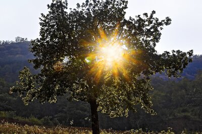 Earth Day: India Finds Itself in Catch-22 Situation, Ecosystem-based Adaptation a Ray of Hope