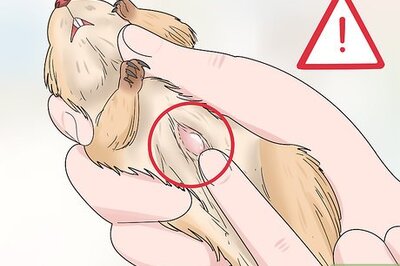 How to Spot and Treat Scent Gland Tumors in Gerbils