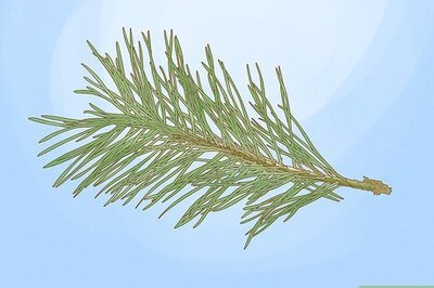 How to Identify Pine Trees