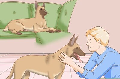 How to Care for a Belgian Malinois