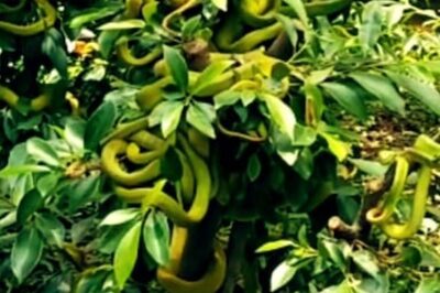 Video Of Yellow Snakes Crawling On A Tree At This Vietnam Farm Will Send Chills Down Your Spine