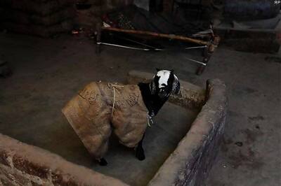 TN: Government to give six lakh goats free to poor in 2014-15