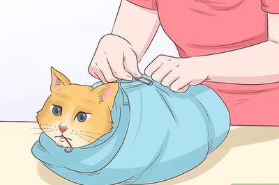 How to Remove a Hook from a Cat's Mouth