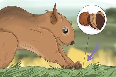 What Does Seeing a Squirrel Mean Spiritually? 5 Interpretations