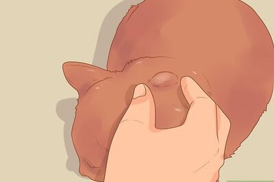 How to Identify and Treat Warbles in Cats