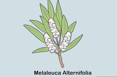 How to Make Tea Tree Oil