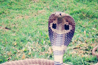 In this Village in Maharashtra, Residents Co-Exist With Snakes Under One Roof