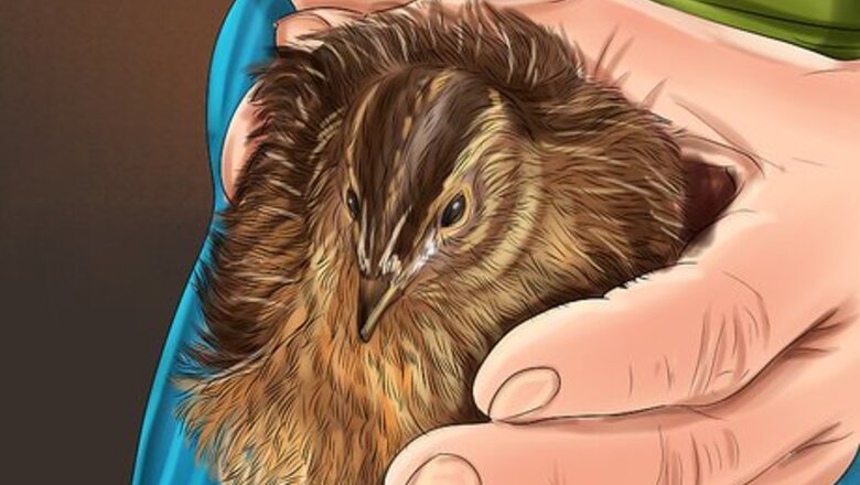 How to Bathe a Pet Quail