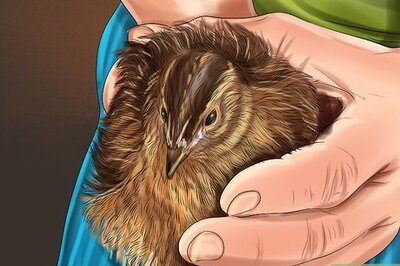 How to Bathe a Pet Quail