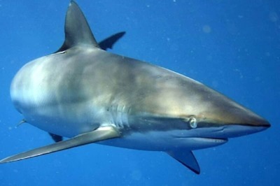Shocking! Silky Shark Regenerates Torn Fin In A Year