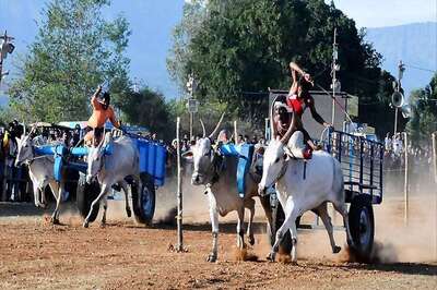 Several Booked in UP's Muzaffarnagar for Organising Bullock Cart Race