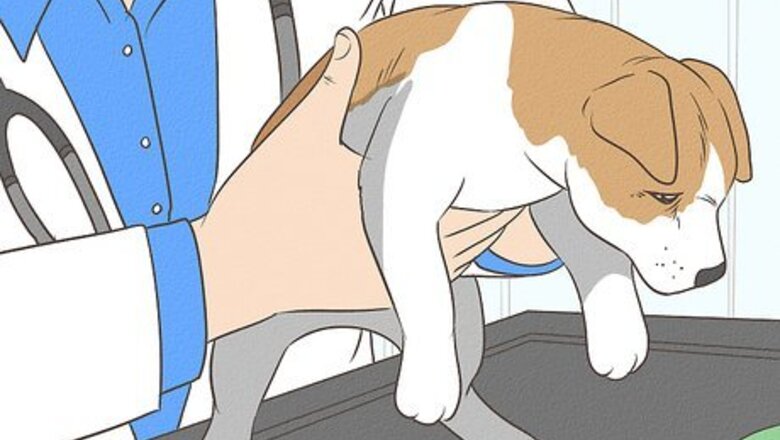 How to Deworm a Puppy