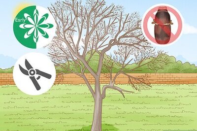 How to Prune an Elm Tree