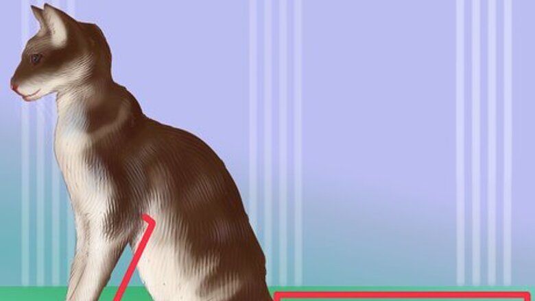 How to Identify an Oriental Cat