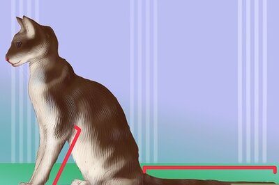 How to Identify an Oriental Cat