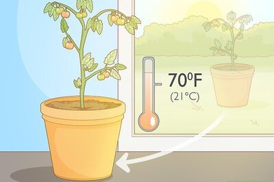 How to Ripen Green Tomatoes