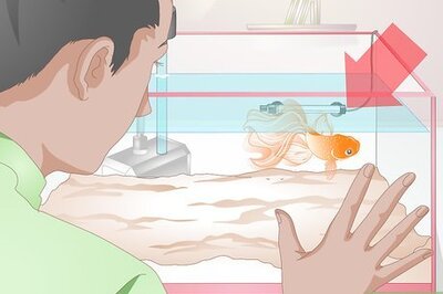 How to Make a Goldfish More Interesting