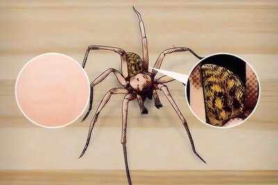 How to Identify a Hobo Spider