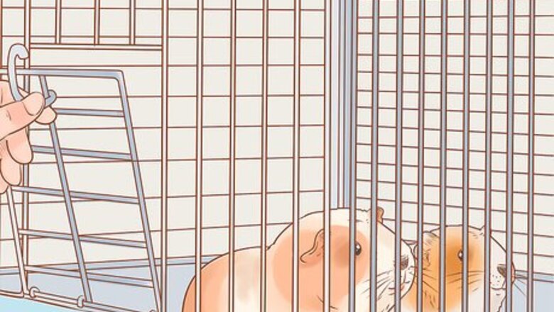 How to Keep a Guinea Pig Safe Around Kids