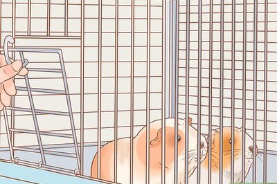 How to Keep a Guinea Pig Safe Around Kids