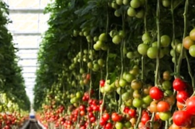 Why Tomato Is A Must-add To Your Daily Diet