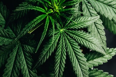 Nepal's Marijuana Ban Could Soon Be Up in Smoke as Lawmakers Mull Return of 'Himalayan High Times'