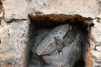 Researchers Discover Ancient life Forms That Survived Without Oxygen
