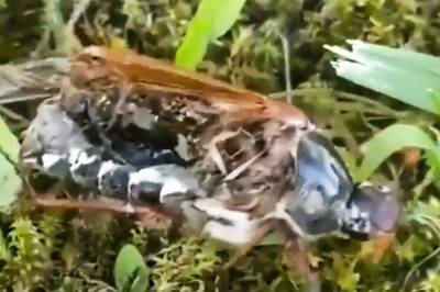 Neuro Parasite Turns Dead Insect into Walking Zombie, Chilling Video Goes Viral